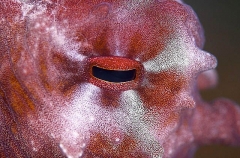 Octopus (Octopus sp.)