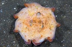 Deepsea Octopus (Opisthoteuthis depressa) Deepsea Octopus (Opisthoteuthis depressa)