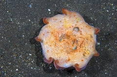 Deepsea Octopus (Opisthoteuthis depressa) Deepsea Octopus (Opisthoteuthis depressa)