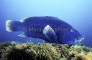 Western Blue Groper (Achoerdodus gouldii) Western Blue Groper (Achoerdodus gouldii)