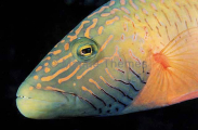 Cheeklined Maori Wrasse (Cheilinus diagrammus) Cheeklined Maori Wrasse (Cheilinus diagrammus)