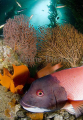 California Sheephead (Semicossyphus pulcher) California Sheephead (Semicossyphus pulcher)