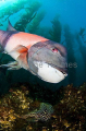 California Sheephead (Semicossyphus pulcher) California Sheephead (Semicossyphus pulcher)