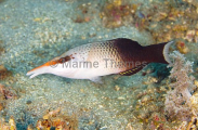 Bird Wrasse (Gomphosus varius) Bird Wrasse (Gomphosus varius)