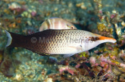 Bird Wrasse (Gomphosus varius) Bird Wrasse (Gomphosus varius)