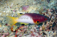 Axilspot Hogfish (Bodianus axillaris) Axilspot Hogfish (Bodianus axillaris)