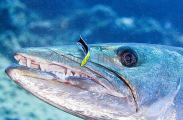 Great Barracuda (Sphyraena barracuda) Great Barracuda (Sphyraena barracuda)