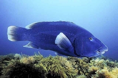 Western Blue Groper (Achoerdodus gouldii) Western Blue Groper (Achoerdodus gouldii)