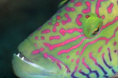Cheeklined Maori Wrasse (Cheilinus diagrammus) Cheeklined Maori Wrasse (Cheilinus diagrammus)