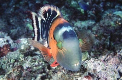 Redbreasted Maori Wrasse (Cheilinus fasciatus) Redbreasted Maori Wrasse (Cheilinus fasciatus)
