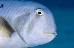 Peacock Wrasse (Iniistius pavo)