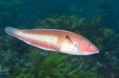 Western King Wrasse (Coris auricularis)