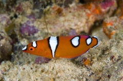Yellowtail Coris (Coris gaimard) Yellowtail Coris (Coris gaimard)