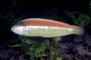 Maori Wrasse (Ophthalmolepis lineolata) Maori Wrasse (Ophthalmolepis lineolata)