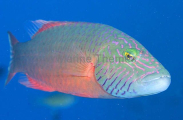 Cheeklined Maori Wrasse (Cheilinus diagrammus) Cheeklined Maori Wrasse (Cheilinus diagrammus)
