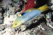 Checkerboard Wrasse (Halichoeres hortulanus) Checkerboard Wrasse (Halichoeres hortulanus)