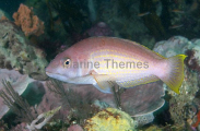 Rosy Wrasse (Pseudolabrus psittaculus) Rosy Wrasse (Pseudolabrus psittaculus)