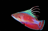 Filamentous Wrasse (Paracheilinus filamentosus) Filamentous Wrasse (Paracheilinus filamentosus)
