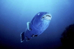Western Blue Groper (Achoerdodus gouldii)