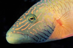 Cheeklined Maori Wrasse (Cheilinus diagrammus) Cheeklined Maori Wrasse (Cheilinus diagrammus)