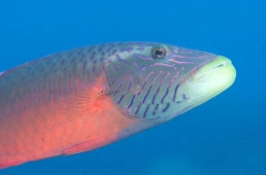 Cheeklined Maori Wrasse (Cheilinus diagrammus) Cheeklined Maori Wrasse (Cheilinus diagrammus)