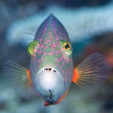 Cheeklined Maori Wrasse (Cheilinus diagrammus) Cheeklined Maori Wrasse (Cheilinus diagrammus)