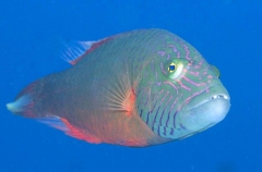 Cheeklined Maori Wrasse (Cheilinus diagrammus) Cheeklined Maori Wrasse (Cheilinus diagrammus)
