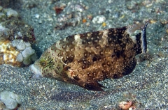 Floral Maori Wrasse (Cheilinus chlorourus) Floral Maori Wrasse (Cheilinus chlorourus)