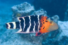 Redbreasted Maori Wrasse (Cheilinus fasciatus) Redbreasted Maori Wrasse (Cheilinus fasciatus)