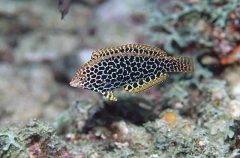 Blackspotted Wrasse (Macropharyngodon meleagris) Blackspotted Wrasse (Macropharyngodon meleagris)