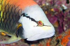 Slingjaw Wrasse (Epibulus insidiator) Slingjaw Wrasse (Epibulus insidiator)