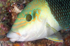 Barred Thicklip (Hemigymnus fasciatus) Barred Thicklip (Hemigymnus fasciatus)