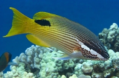 Hawaiian Hogfish (Bodianus bilunulatus) Hawaiian Hogfish (Bodianus bilunulatus)