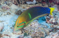 Yellowtail Coris (Coris gaimard) Yellowtail Coris (Coris gaimard)