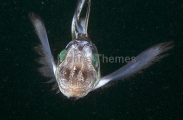 Japanese Ghostshark (Hydrolagus mitsukurii) Japanese Ghostshark (Hydrolagus mitsukurii)