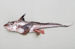 Blackfin Ghostshark (Hydrolagus Lemures)