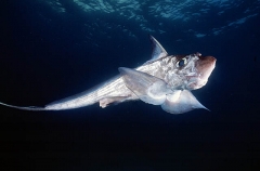 Blackfin Ghostshark (Hydrolagus Lemures)