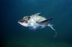 Ogilbys Chimaera (Chimaera ogilbyi)