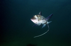 Ogilbys Chimaera (Chimaera ogilbyi)