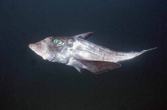 Ogilbys Chimaera (Chimaera ogilbyi) Ogilbys Chimaera (Chimaera ogilbyi)