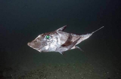 Ogilbys Chimaera (Chimaera ogilbyi) Ogilbys Chimaera (Chimaera ogilbyi)
