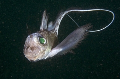 Japanese Ghostshark (Hydrolagus mitsukurii) Japanese Ghostshark (Hydrolagus mitsukurii)
