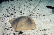 Black-spotted Whipray (Himantura toshi) Black-spotted Whipray (Himantura toshi)