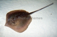 Atlantic Stingray (Dasyatis sabina) Atlantic Stingray (Dasyatis sabina)