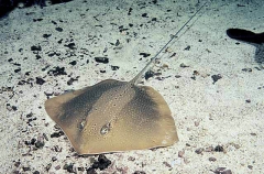 Black-spotted Whipray (Himantura toshi)