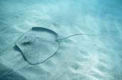 Reticulate Whipray (Himantura uarnak) Reticulate Whipray (Himantura uarnak)