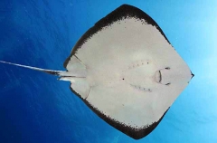 Brown Stingray (Dasyatis latus)