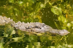 American Alligator (Alligator mississippiensis) American Alligator (Alligator mississippiensis)