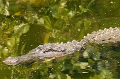 American Alligator (Alligator mississippiensis) American Alligator (Alligator mississippiensis)