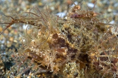 Ambon Scorpionfish (Pteroidichthys amboinensis) Ambon Scorpionfish (Pteroidichthys amboinensis)